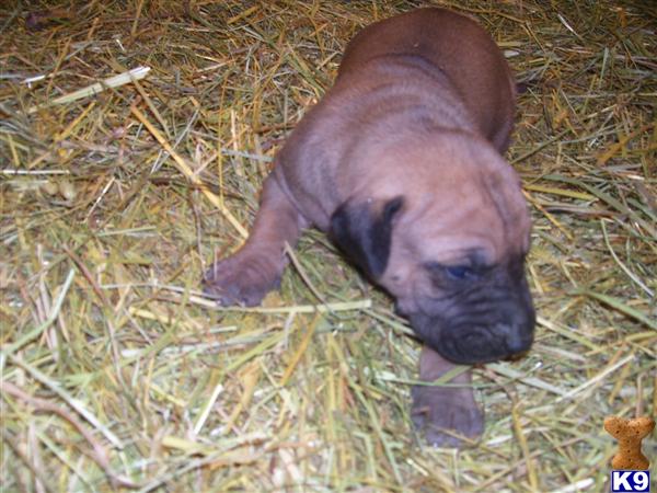 Great Dane Puppies